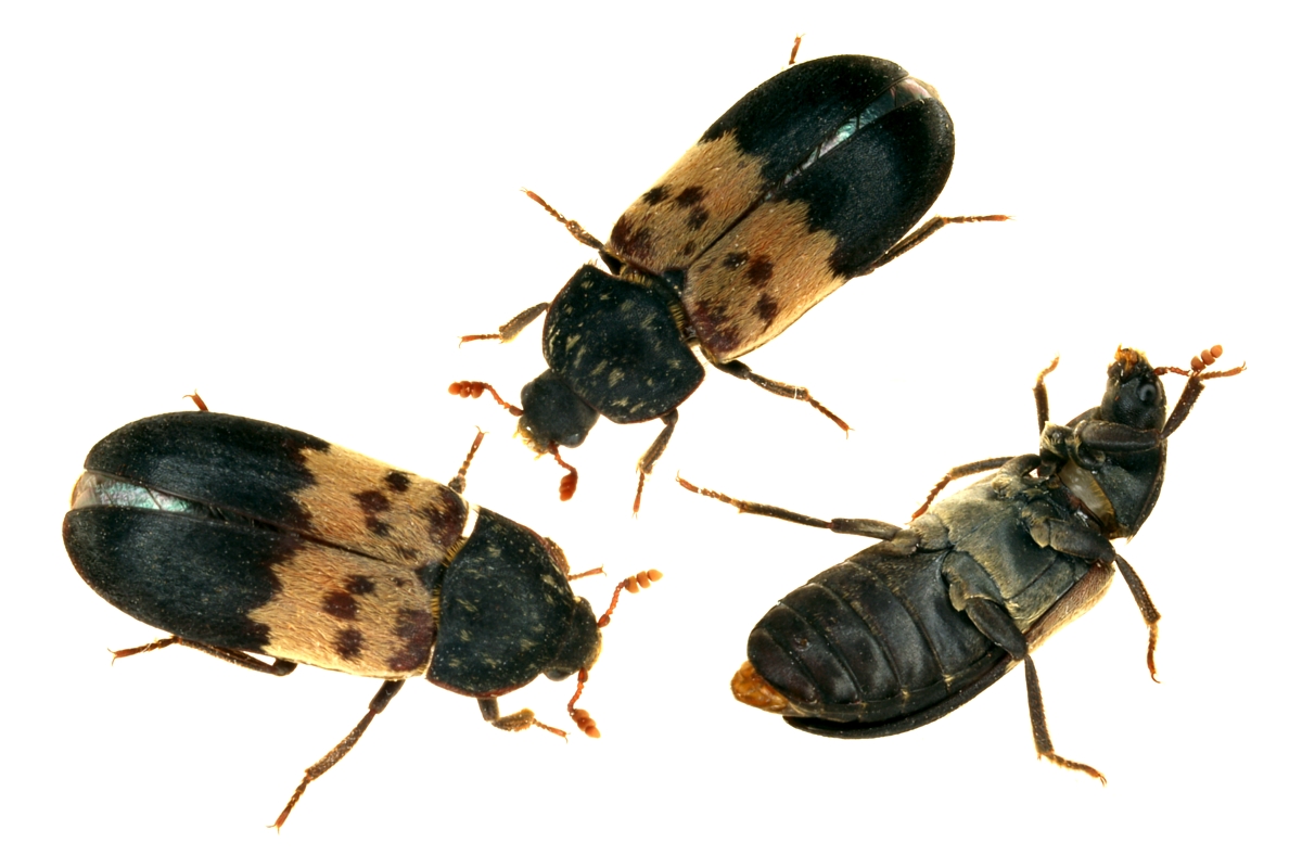 scientific-name-dermestes-lardarius